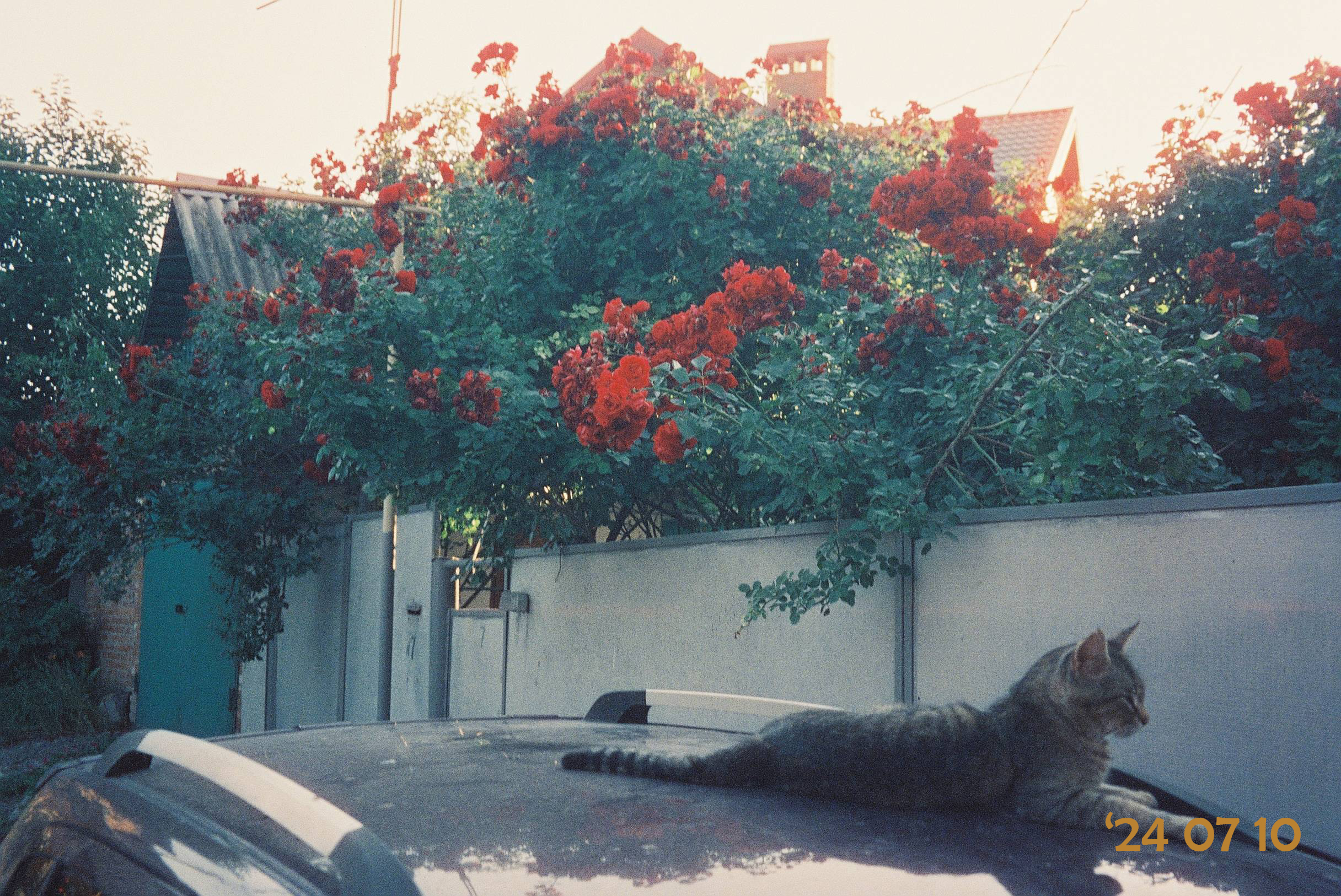 Gallery Image 7